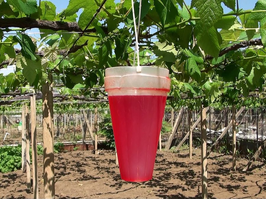 Solution de gibbérelline colorée pour des raisins sans pépins à Kofu, Yamanashi