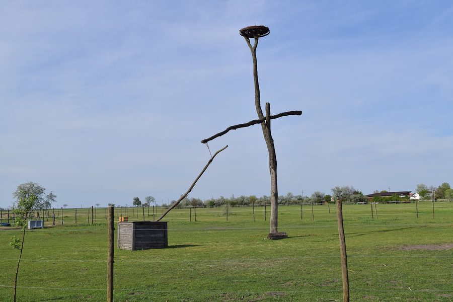 Puits à balancier traditionnel avec une structure de nidification de cigogne dans un pâturage de chevaux à Apetlon