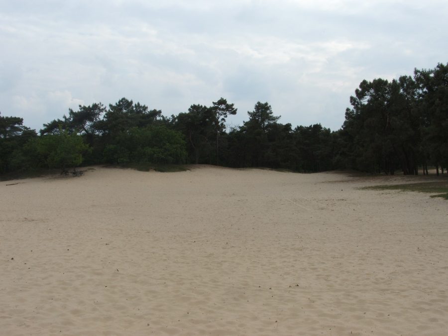 Paysage dans le parc national Loonse en Drunense Duinen en Noord-Brabant