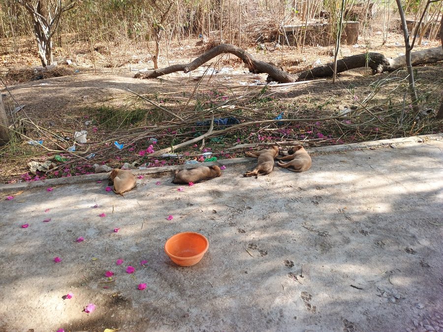 Temple Shankar-Aashram-Nilkanth-Mahadev à Morbi, Gujarat