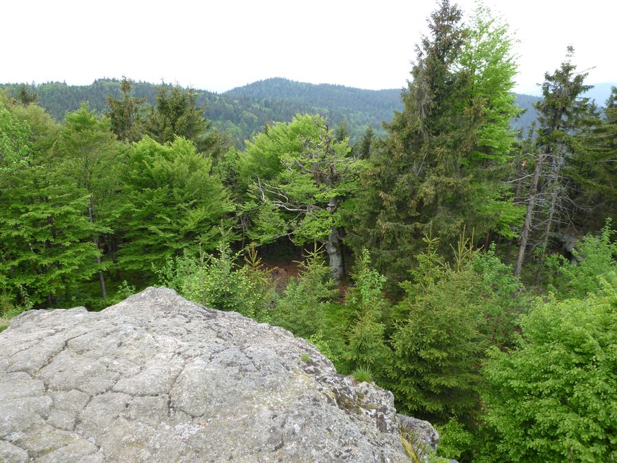 Vue depuis le Breitenauriegel sur les arbres environnants dans le parc naturel de la Forêt bavaroise