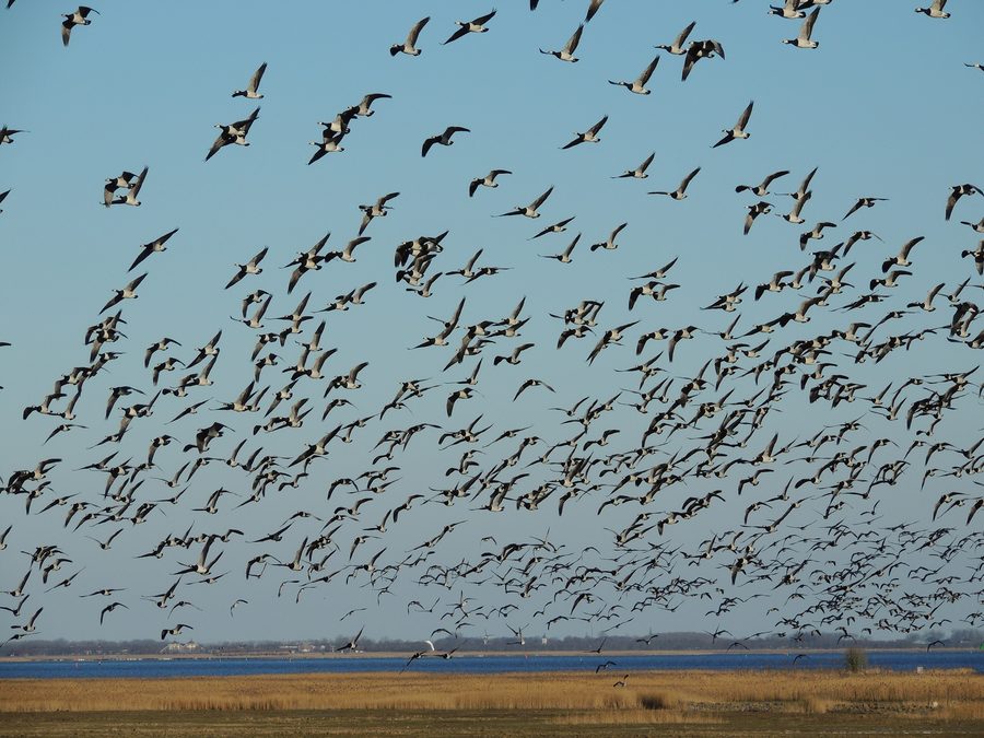 Bernaches nonnettes dans le parc national du Lauwersmeer près d’Ezumakeeg