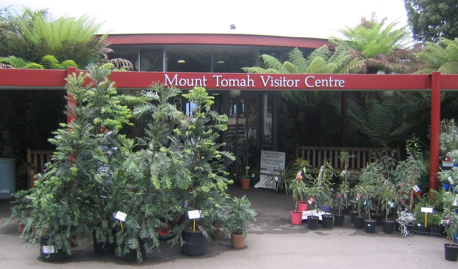 Pin Wollemi devant le centre d’accueil du jardin botanique Mount Tomah
