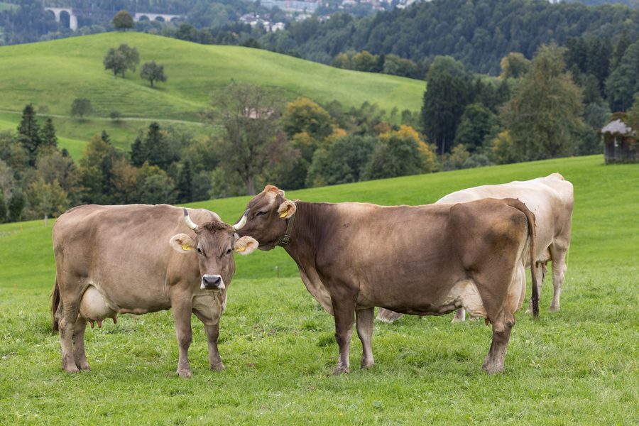 Vaches paissant dans le pays d’Appenzell