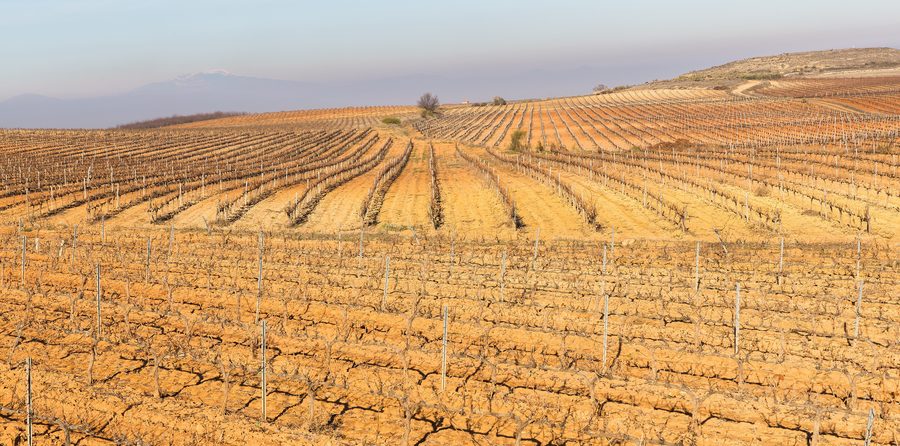 Champs de vignes en hiver à Cariñena, Saragosse, Espagne