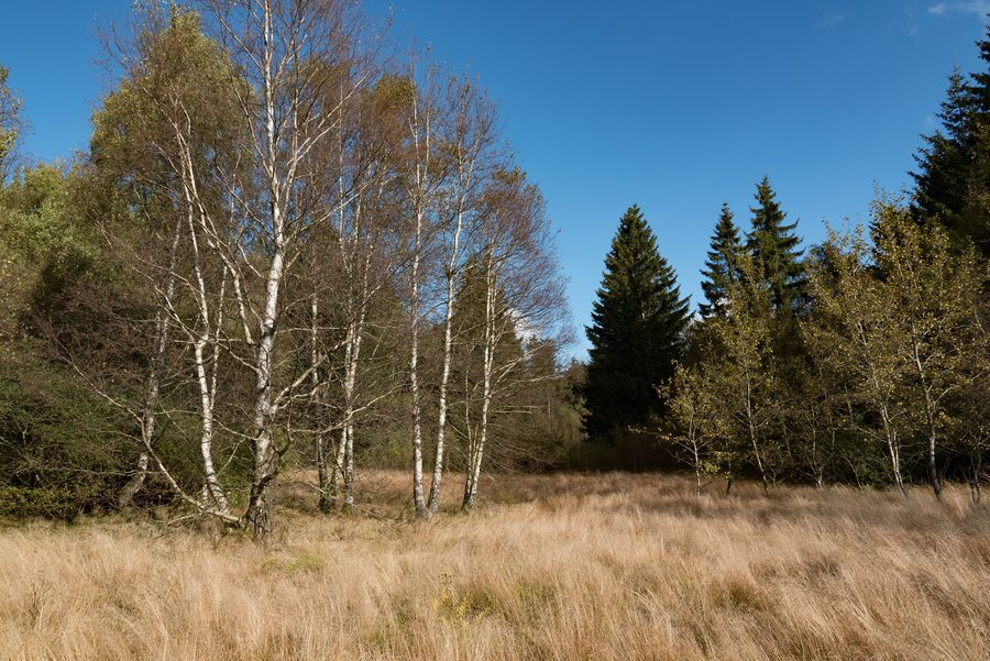 Schwarzes Moor dans la Lange Rhön