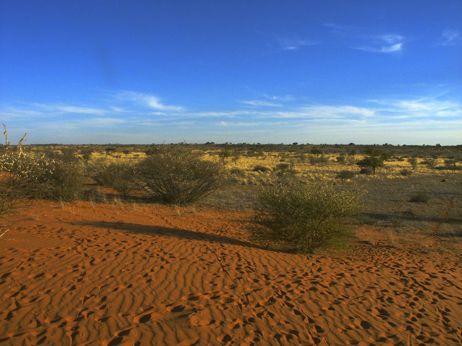 Paysage du Kalahari au Botswana