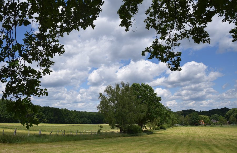 Prairies à Wohltorf, dans le duché de Lauenburg, en juin
