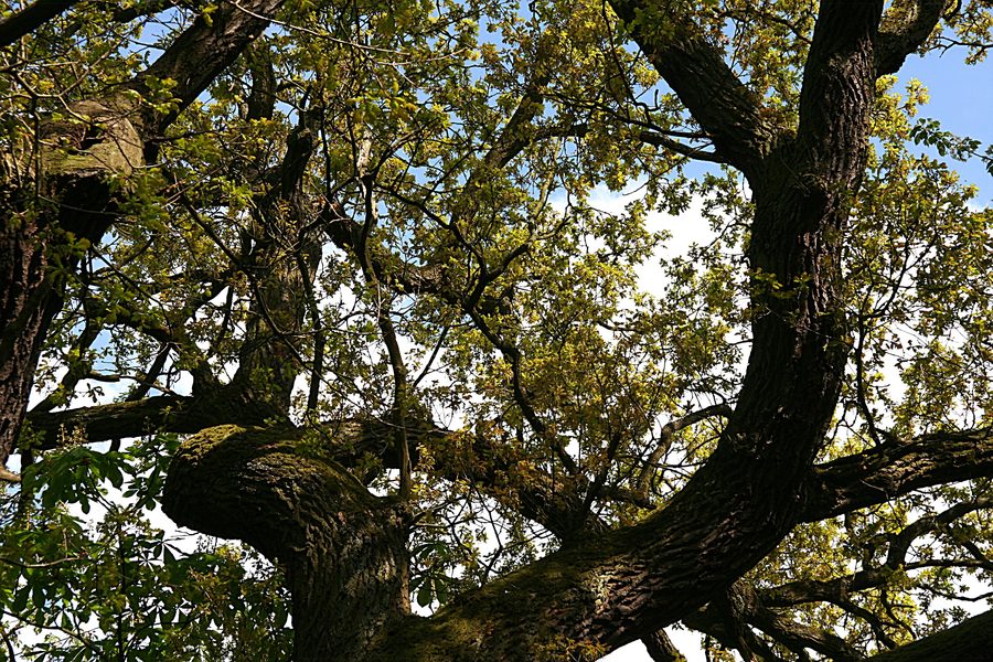 Chêne dans la réserve naturelle de Karmelenberg près de Bassenheim