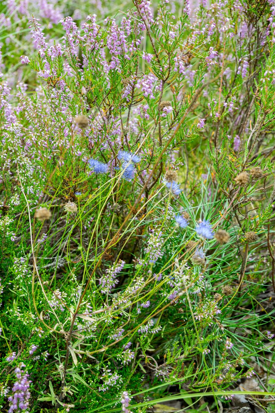 Floraison de la lande dans le champ de dunes d’Augustdorf dans le district de Lippe