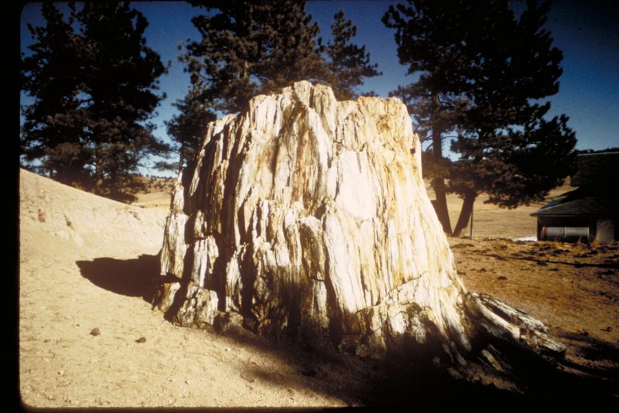 Tronc de séquoia pétrifié au Florissant Fossil Beds National Monument