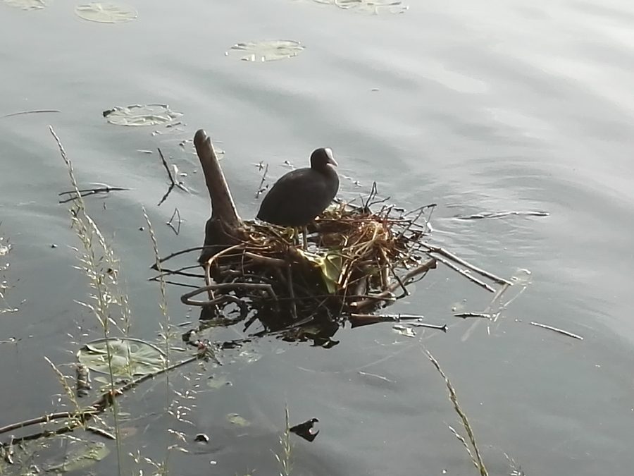 Foulque macroule avec nid au Baldeneysee à Essen