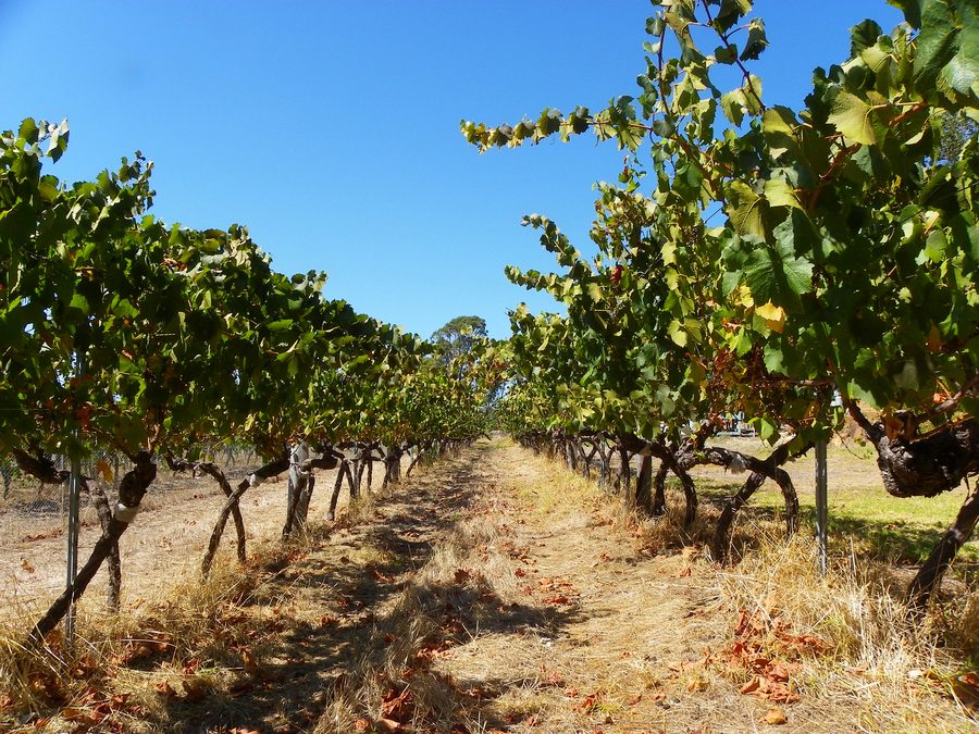 Vignoble en Australie