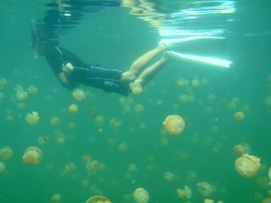 Snorkeling avec des méduses au Jellyfish Lake à Palau