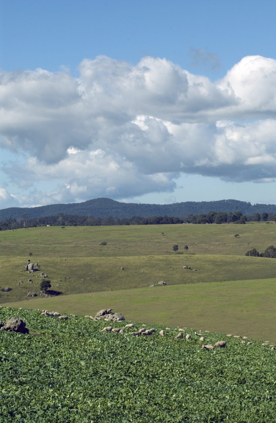 Des moutons paissent dans un champ de la vallée de Bega, en Nouvelle-Galles du Sud.