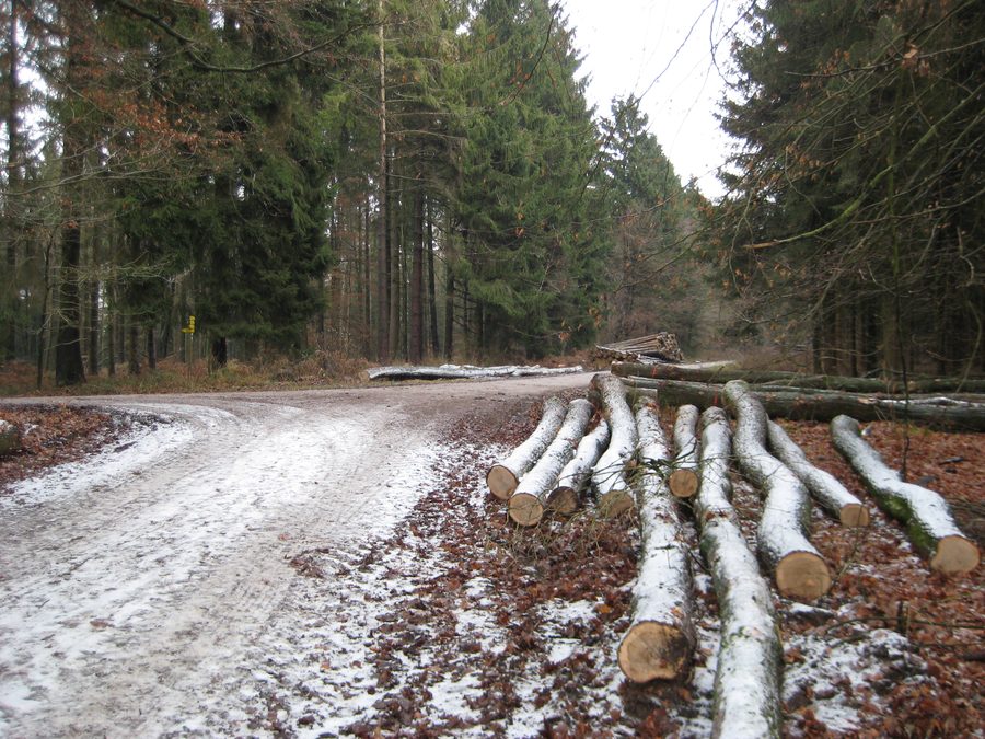 Sentier forestier au sommet du Limberg dans la forêt du Teutoburg près de Bad Iburg