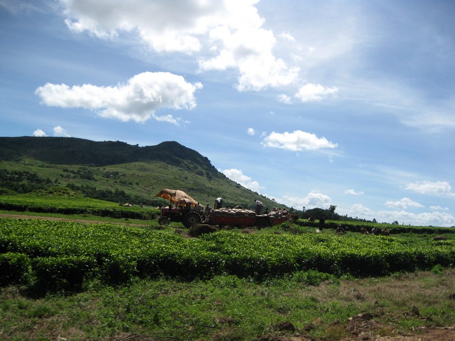 Plantation de thé près de Mulanje