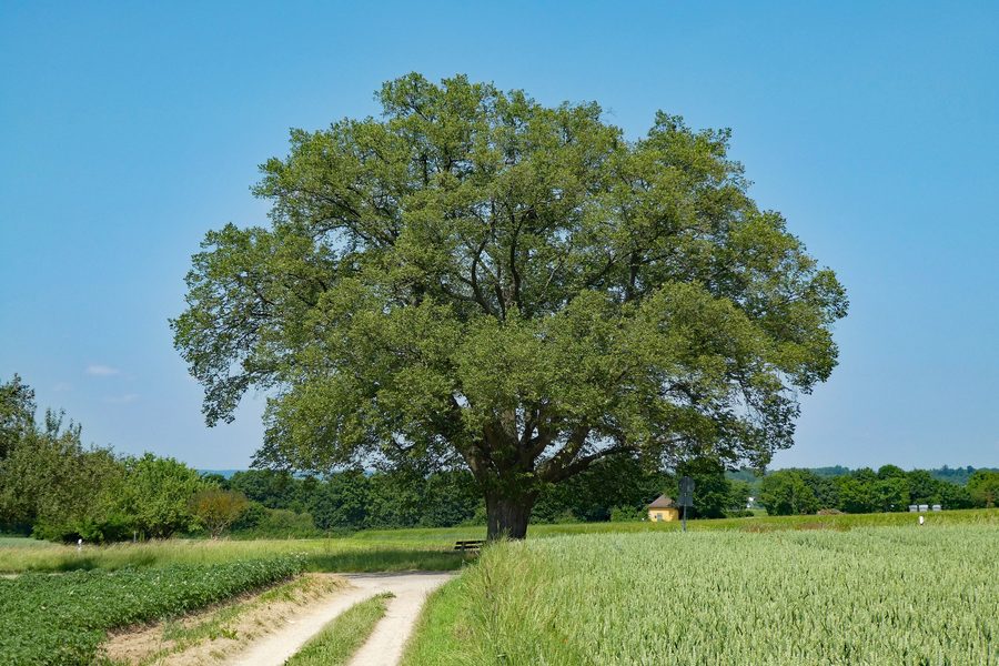 Monument naturel Tilleul sur la route en direction de Reudern près d’Oberboihingen