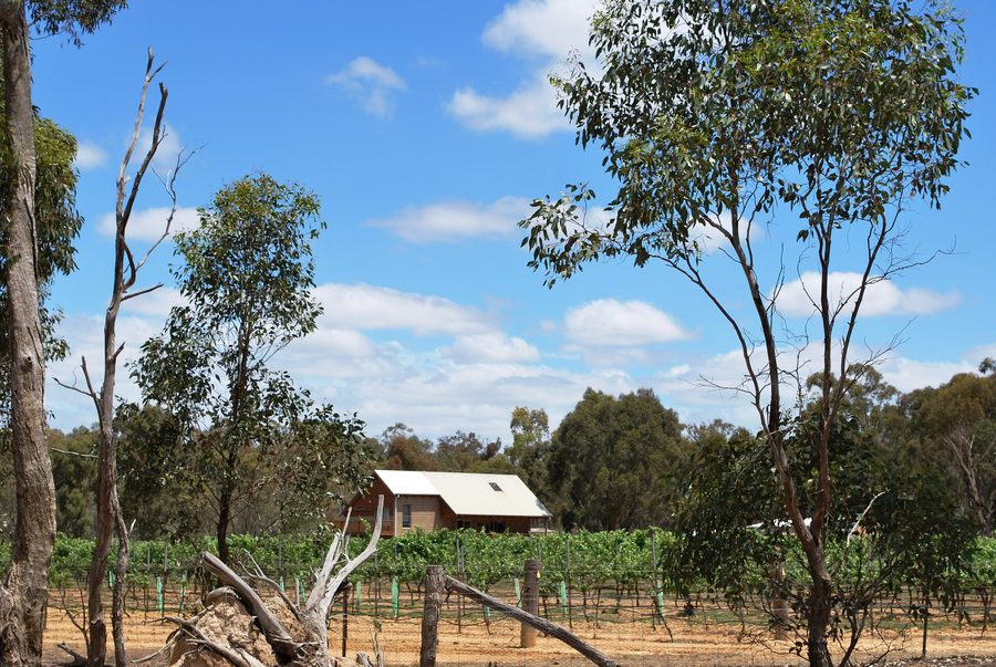 Vignoble près d’Amherst dans le Victoria, Australie