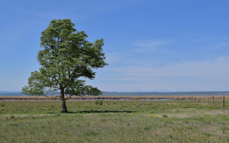 Lac de Neusiedl dans le Seewinkel