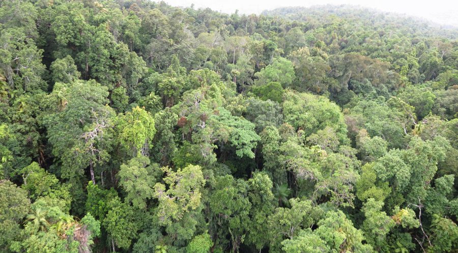 Luxuriante forêt tropicale du Daintree dans le nord tropical du Queensland.