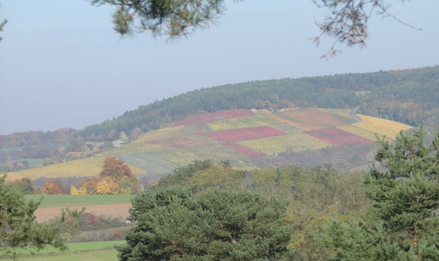 Vignoble sur le Eußenheimer First en octobre