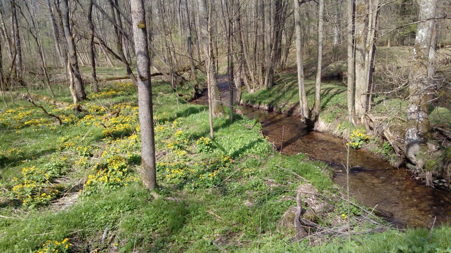 Ruisseau Bystřice près de Fichtenbach sous le Čerchov