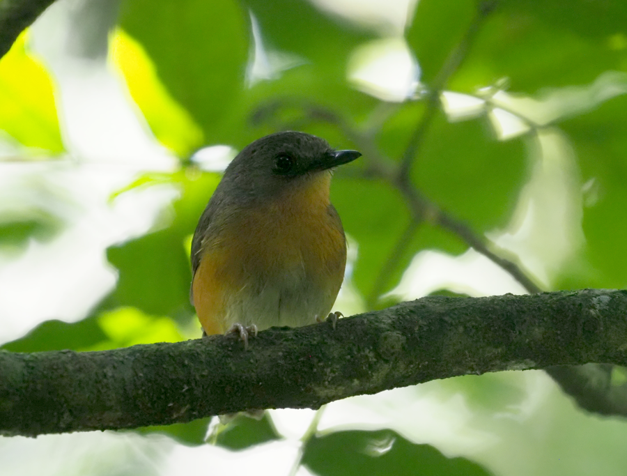 Un acalat équatorial perché sur une branche dans la forêt de Kakamega au Kenya.