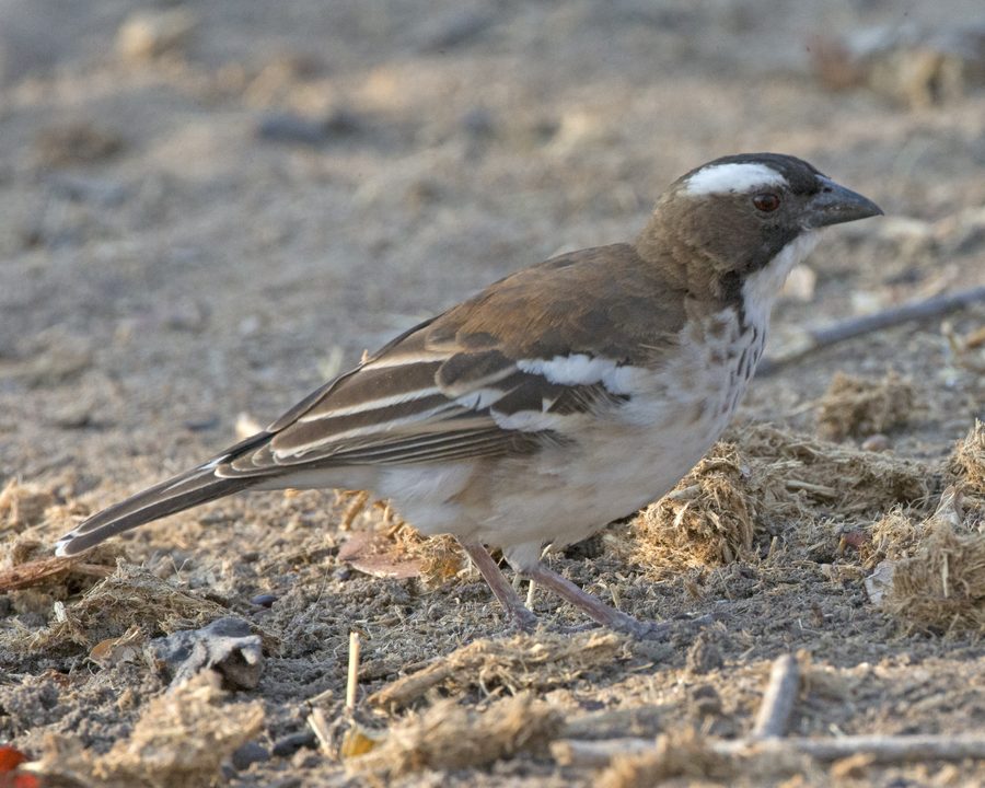 Tisserin à sourcils blancs au Malawi
