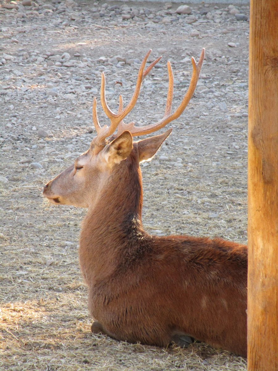 Cerf mâle dans le parc Sendaviva près d’Arguedas