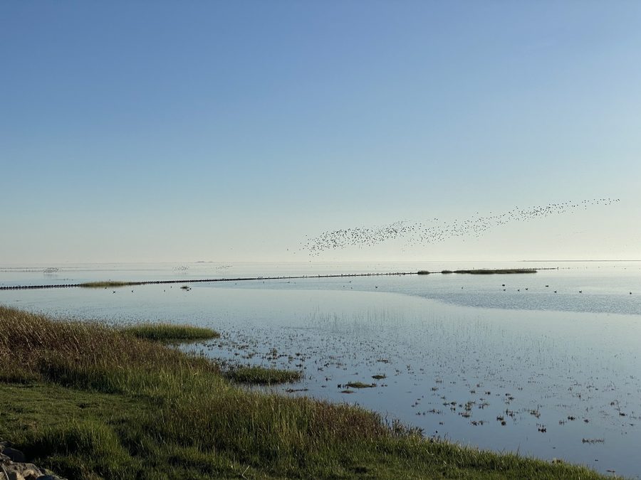 Paysage côtier au sud de Dagebüll dans le Schleswig-Holstein