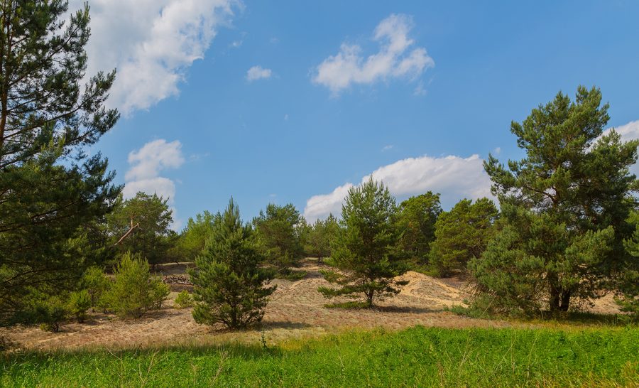 Dunes avec des pins sylvestres dans la réserve naturelle de Friedrichshof, près de Friedrichshof à Rietzneuendorf-Staakow