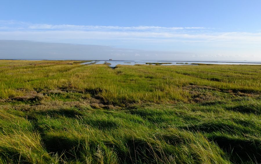 Prés salés dans la réserve naturelle de Hamburger Hallig, Reußenköge