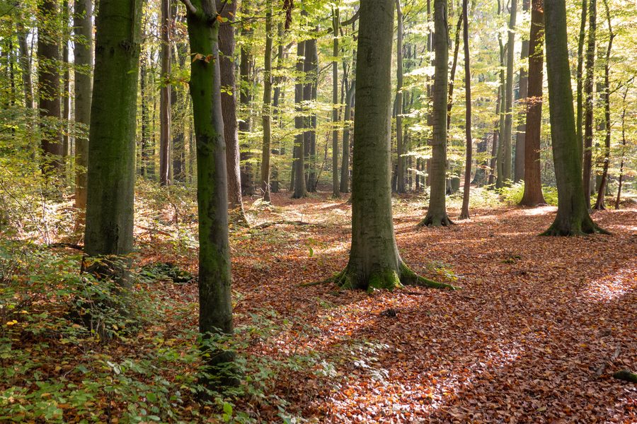 Réserve paysagère Pansbach avec Krähenholz et Hinnaksteich à Leopoldshöhe-Asemissen