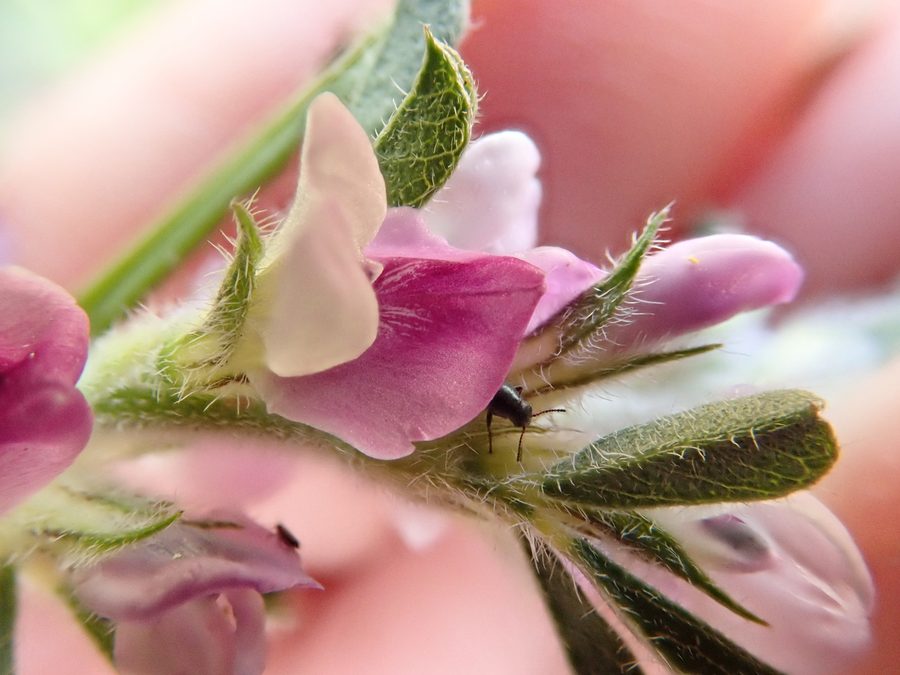 Plante d’Otholobium virgatum en fleurs dans la réserve de fleurs sauvages Tienie Versfeld près de Yzerfontein