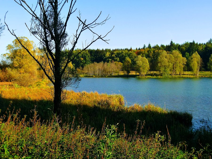 Vue paysagère de la Schwackenreuter Seenplatte avec plusieurs lacs et une végétation de rive