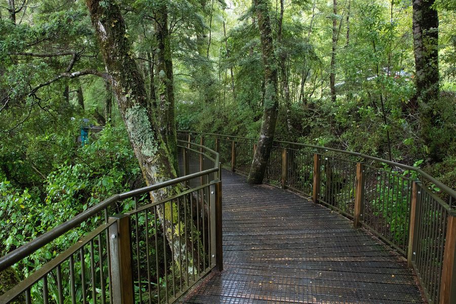 Forêt pluviale dans le parc national du Fiordland à Southland, Nouvelle-Zélande