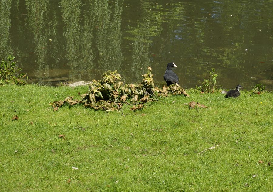 Foulque avec ses petits sur l’étang Schwanenweiher dans le parc municipal de Fürth