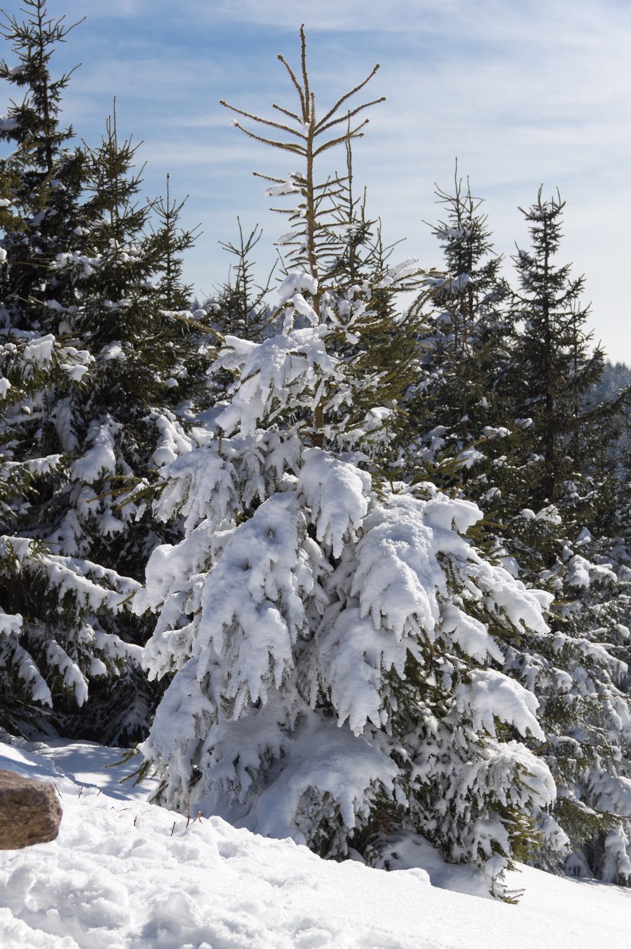Des arbres enneigés dans la forêt près d’Oberhof dans la forêt de Thuringe