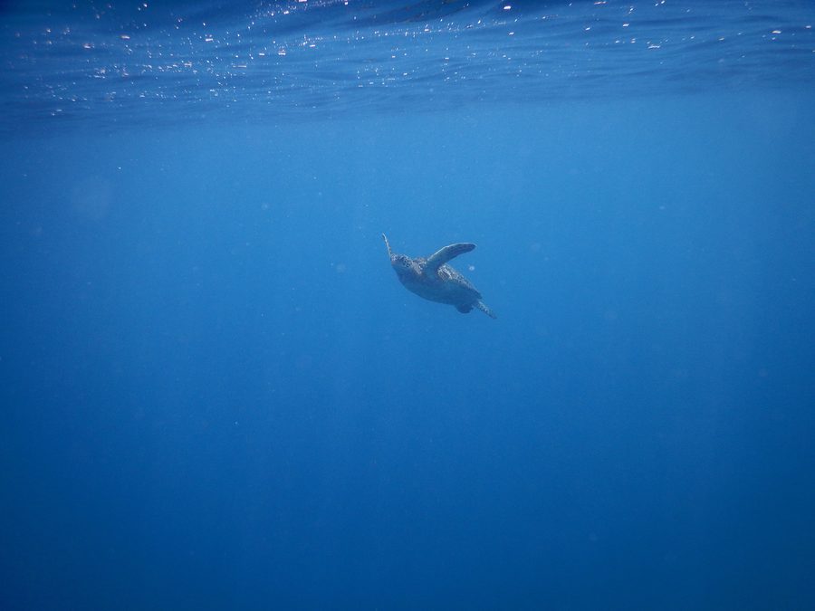 Tortue marine au large de Savai'i