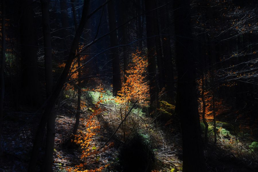 Paysage forestier dans la vallée de la Trieb près de Jocketa avec la lumière du soleil entre les arbres