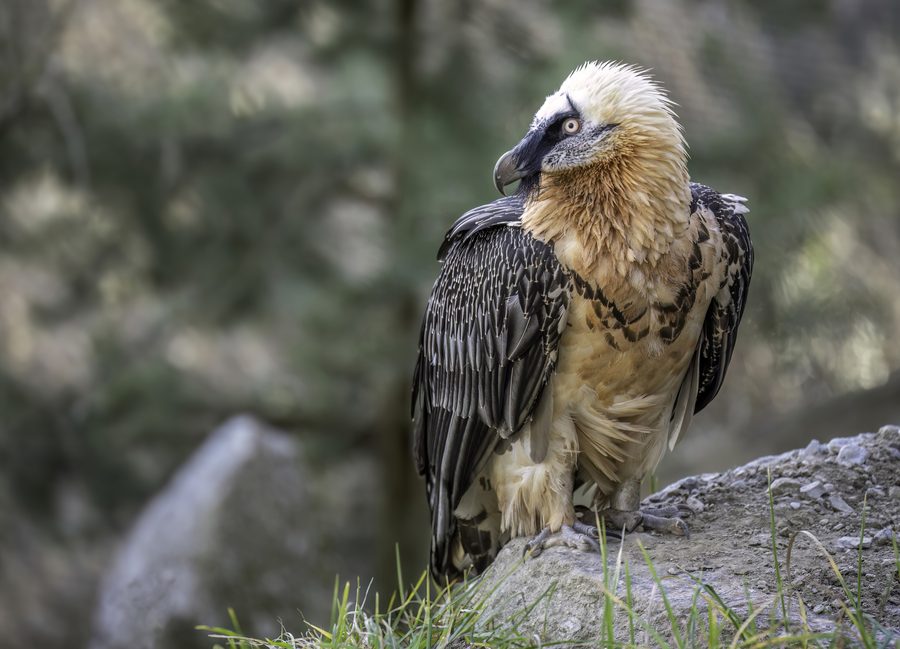 Un gypaète barbu à l’Alpenzoo d’Innsbruck, une attraction familiale dans un cadre de ville alpine.