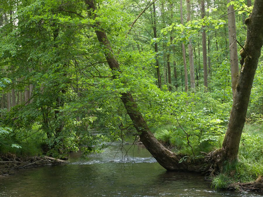 Petit cours d’eau dans la vallée du Hafenlohr près de Windheim en Basse-Franconie