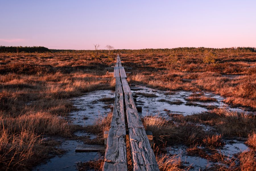 Paysage du soir dans le parc national de Store Mosse, Suède