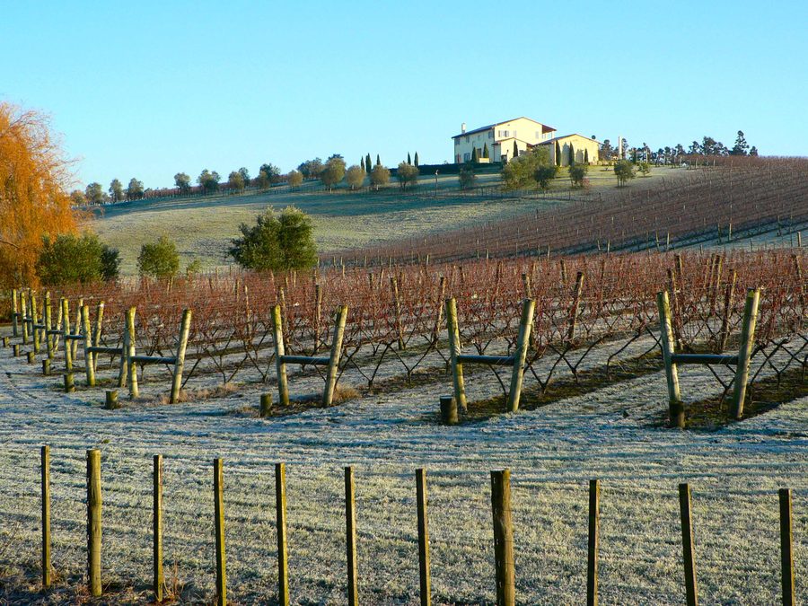 Vignes sur un système de palissage en V à Kumeu près d’Auckland