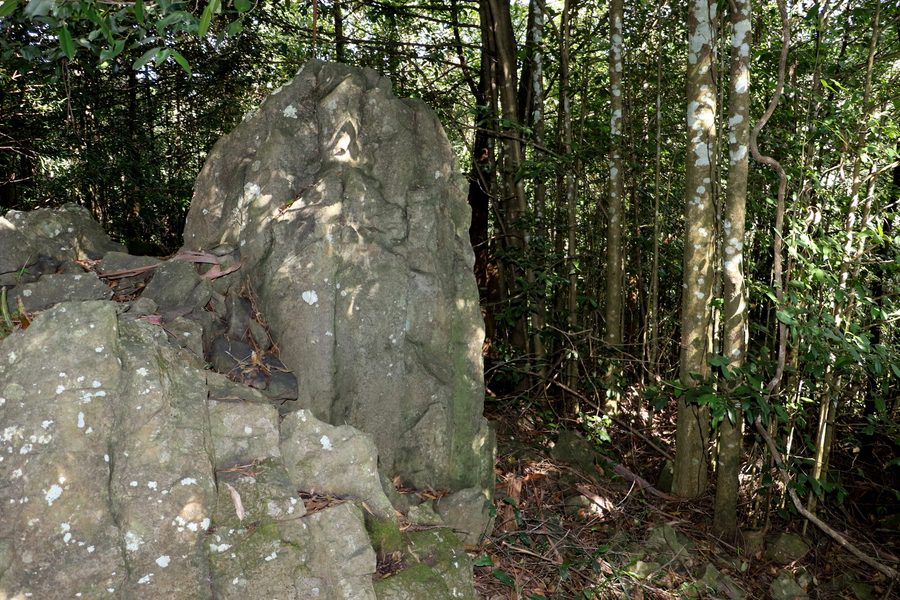 Forêt tropicale sur basalte à Mount Tomah