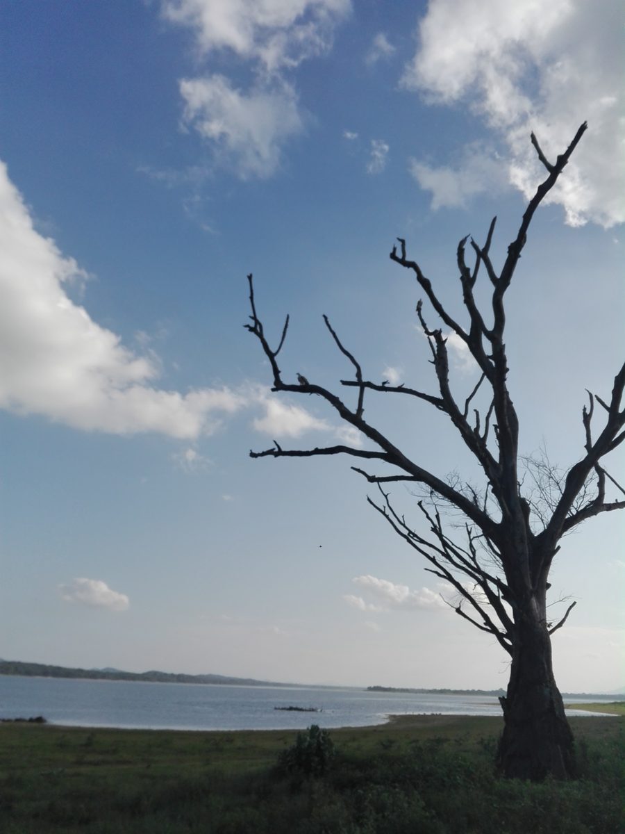 Paysage au Sri Lanka