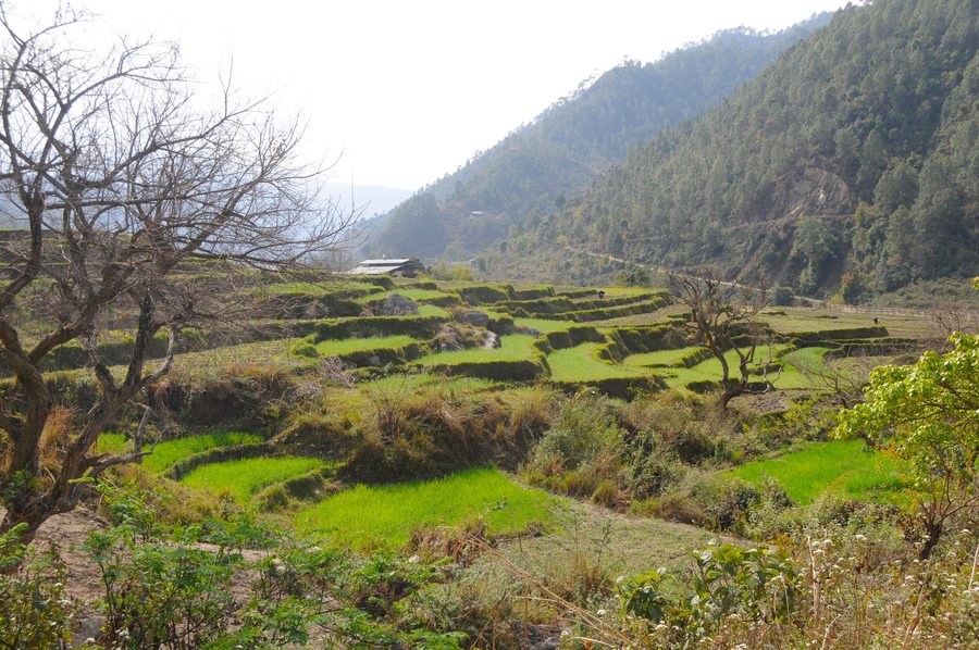 Paysage dans la vallée de Punakha