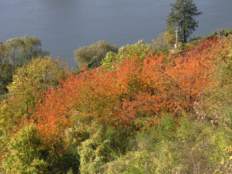 Réserve naturelle de Grainberg-Kalbenstein et Saupurzel avec vue sur le Main